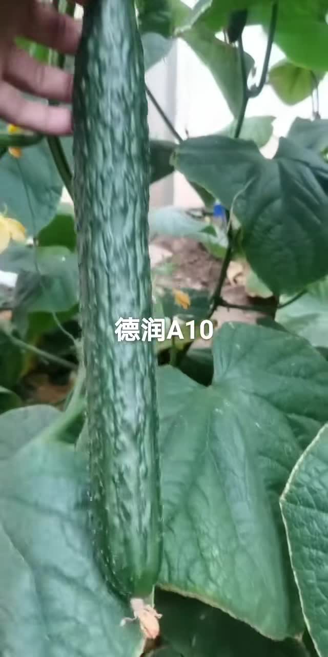 上海乾德，黄瓜乾德A10，黑亮条，瓜条好，产量大