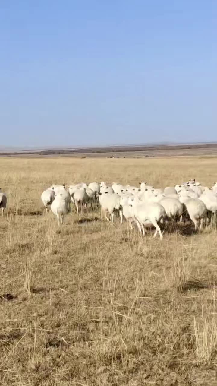 内蒙锡林郭勒草原草地散养的 乌珠穆沁羊肉