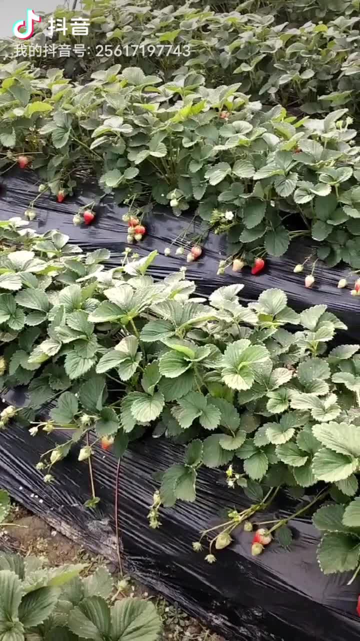 丹东东港卓越草莓