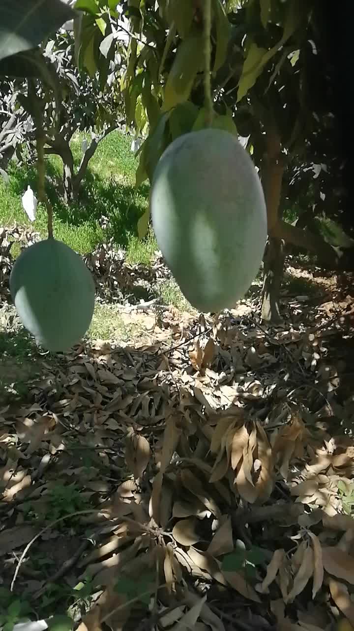 攀枝花芒果