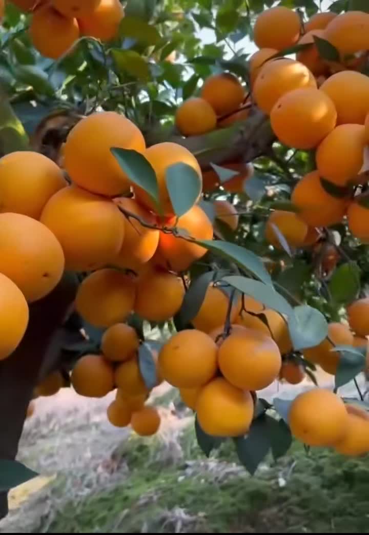 赣南脐橙，赣州市瑞金市旺达农产品发展脐橙加工厂