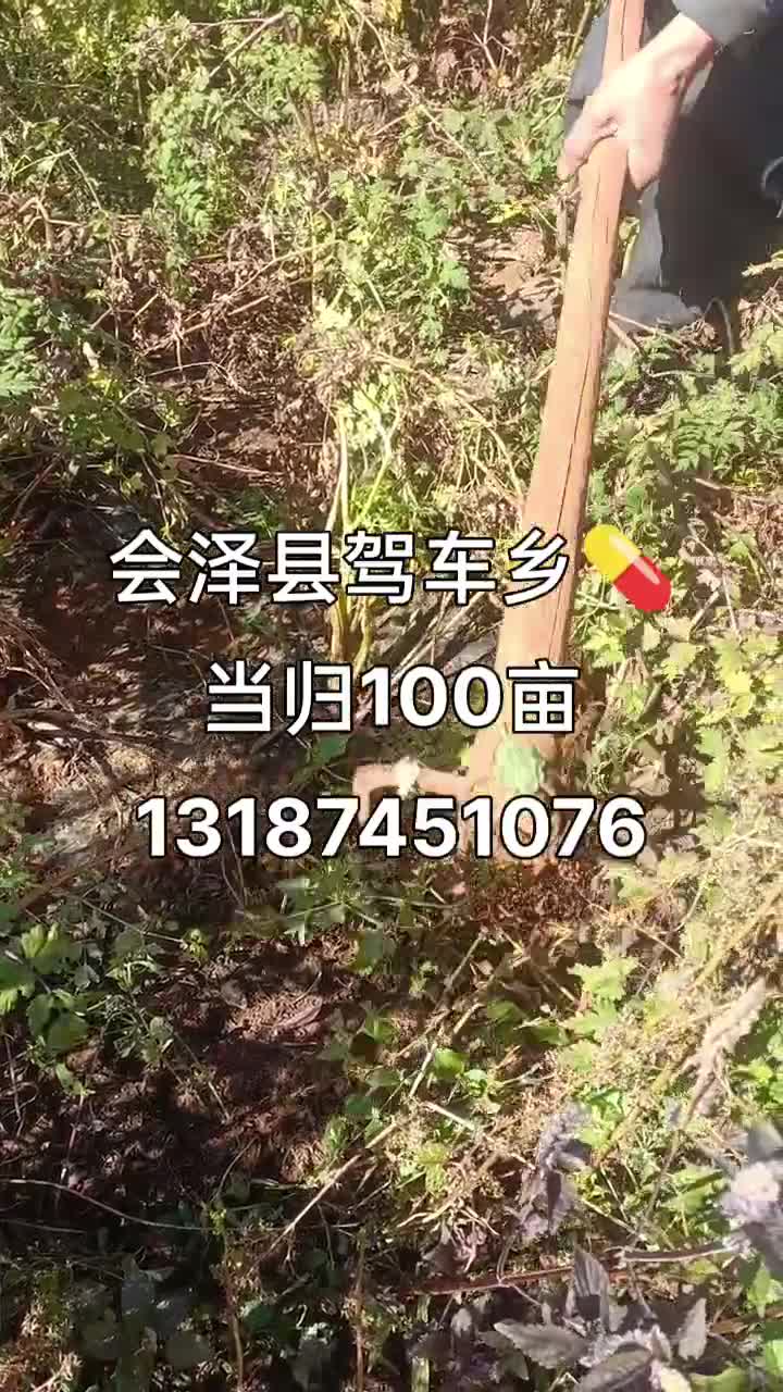 会泽县驾车乡100亩💊当归12387451876