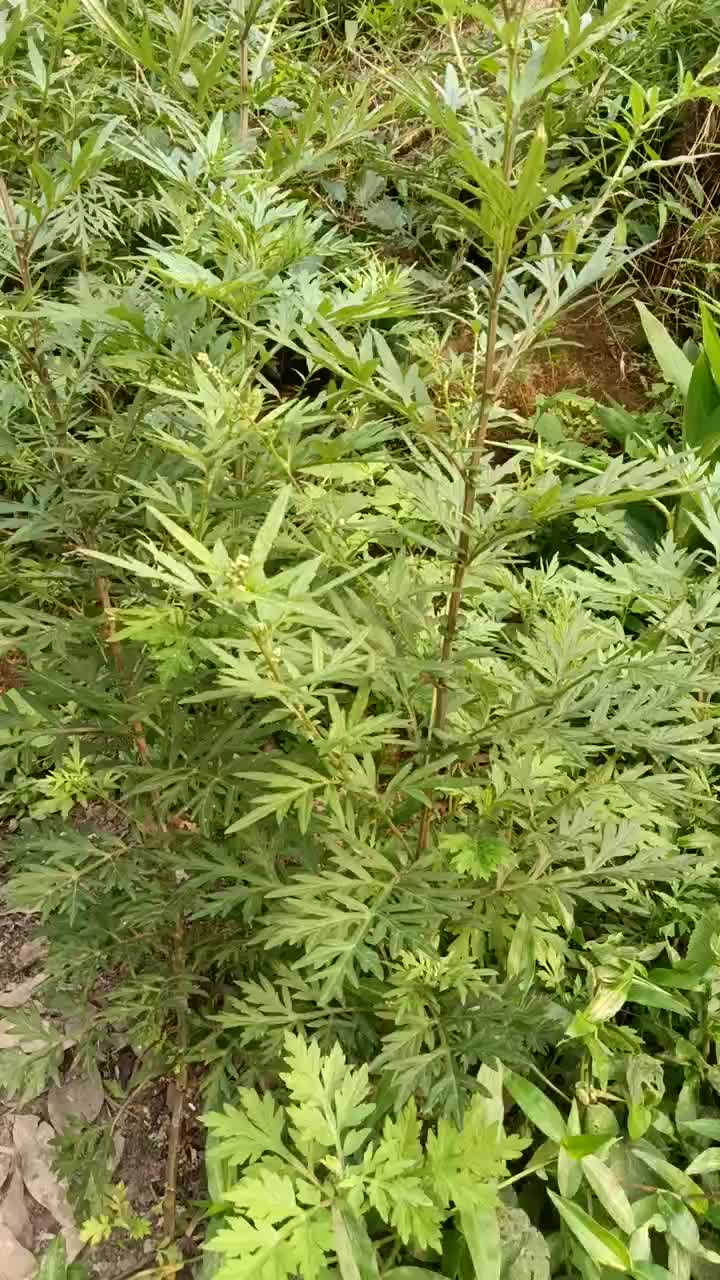 艾草