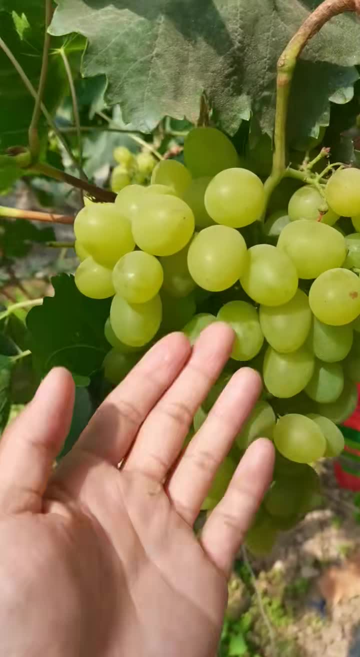 维多利亚葡萄