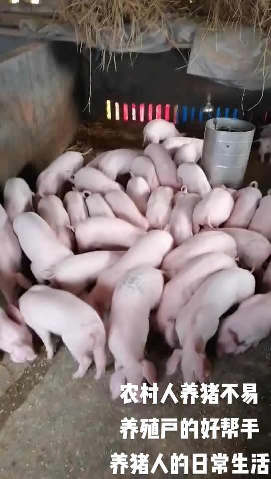 供应商外三小猪内三小猪断奶小猪十五到十八斤