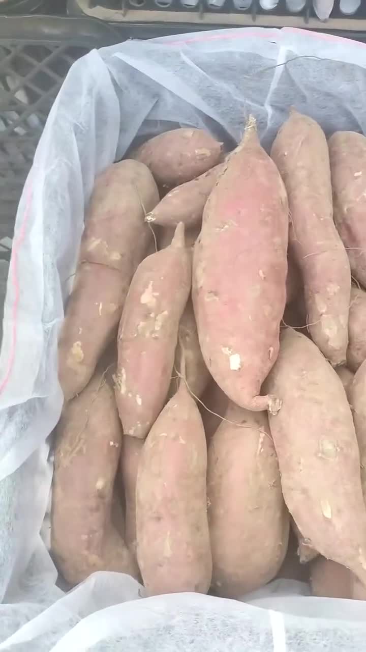 商薯19精品红薯