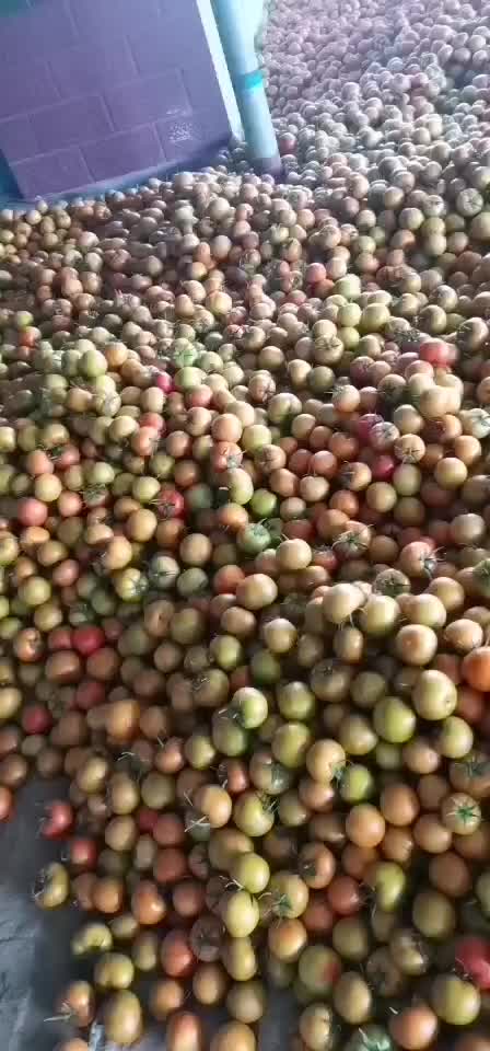 大量供应潍坊地区、大红西红柿硬果