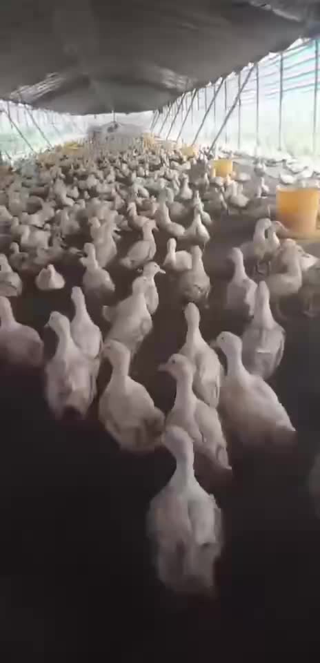 广西旱水养鸭
