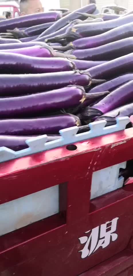 《热销》精品紫长茄大掉价 0.3一斤！！！