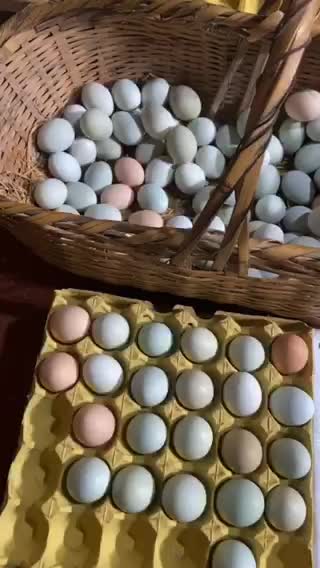 纯土鸡蛋