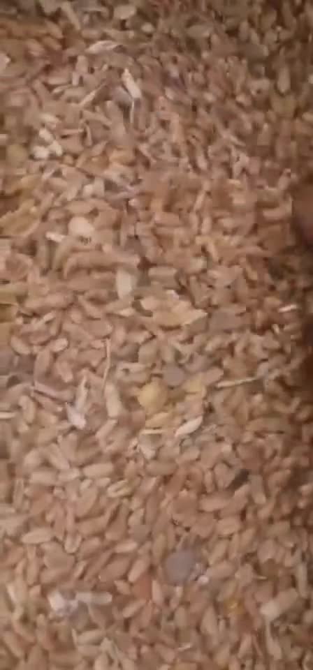 碎小麦，牛羊鸡鸭鹅养殖专用饲料。