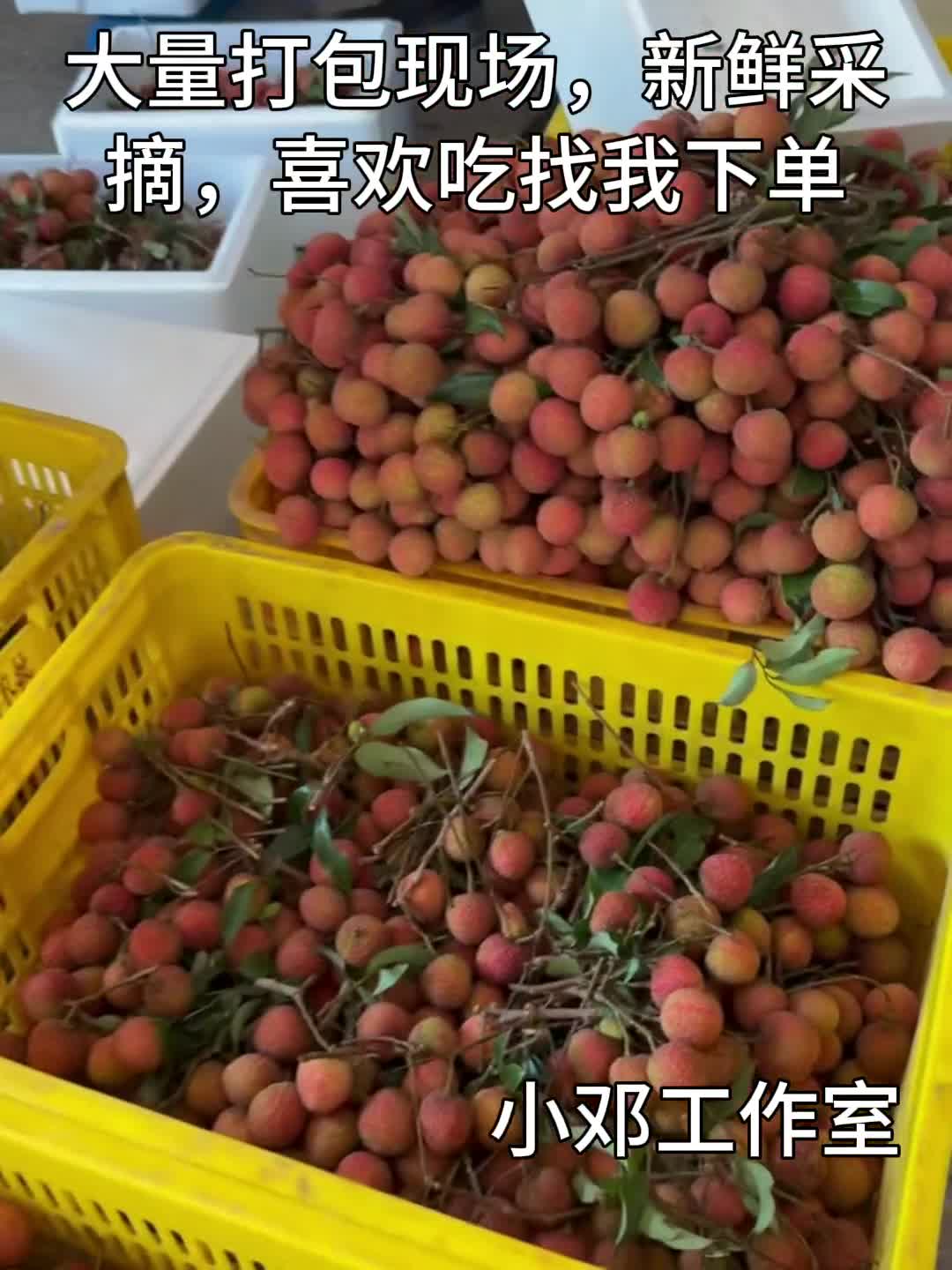 广东高州荔枝