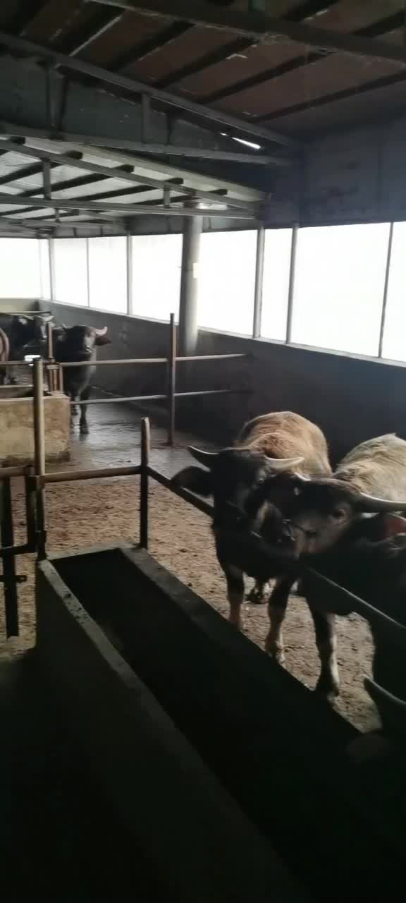 养殖优质肉用水牛