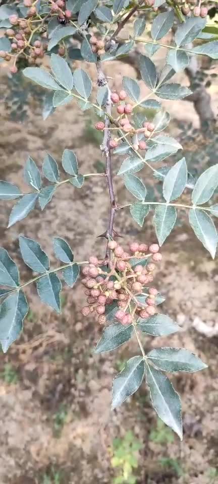 陕西大红袍鲜花椒