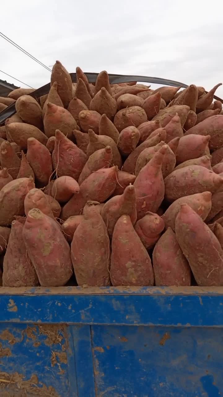 供应红薯,河南开封 万亩蜜薯