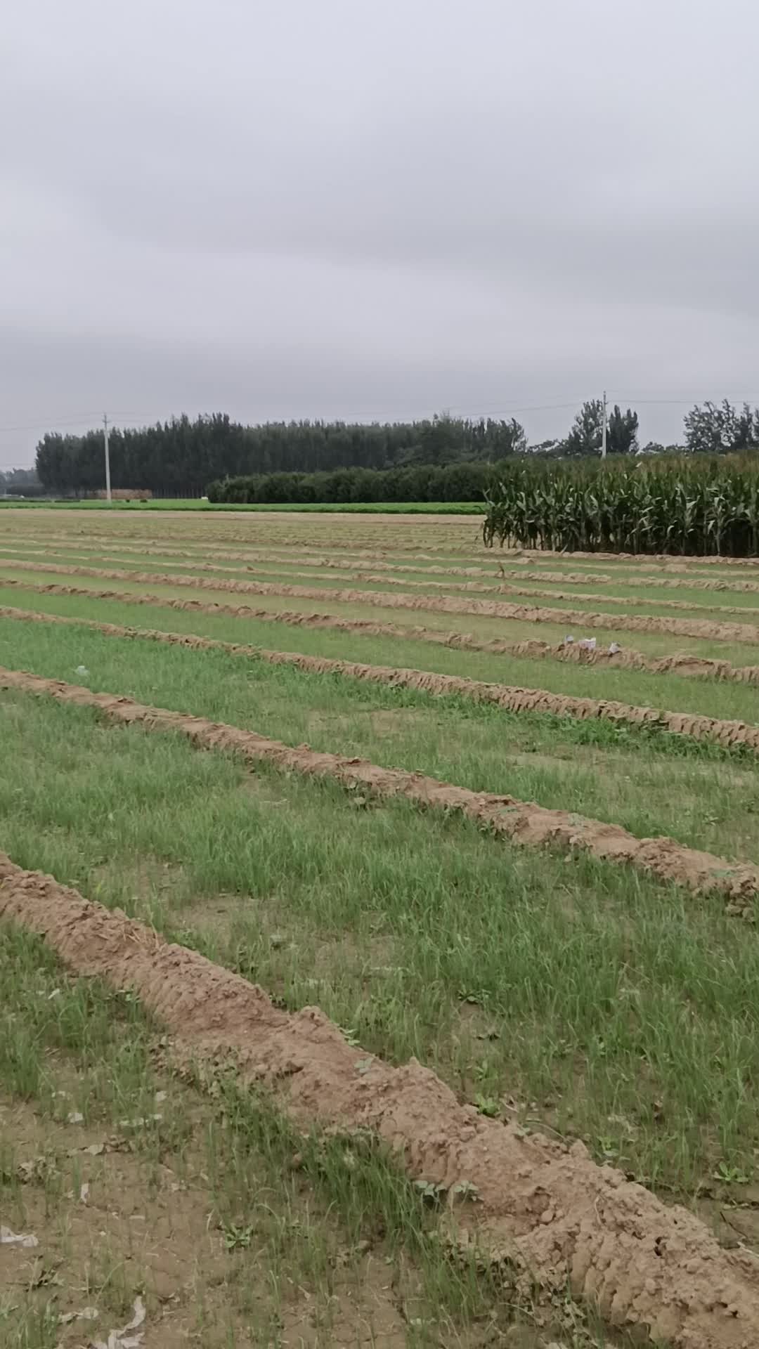 洋葱苗基地直供，按季节播种，不易出臺，产量高。