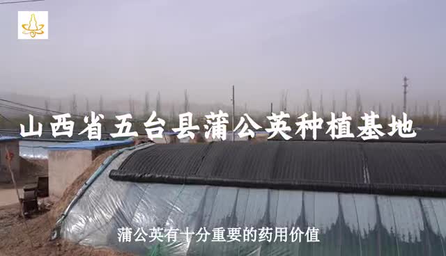 山西省忻州市五台县建安乡种植的蒲公英