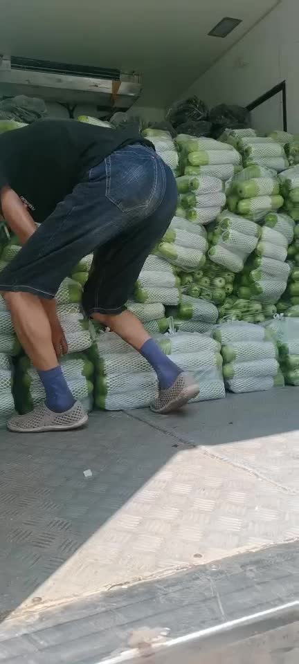 湖北荆州瓠子瓜大量有货