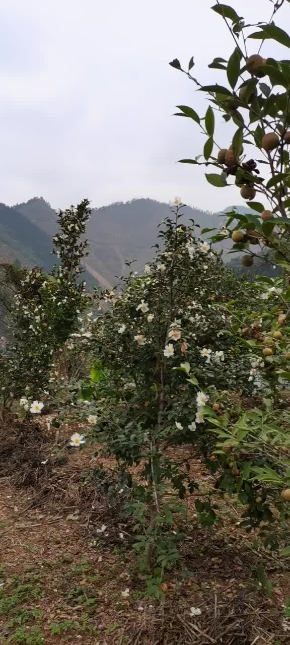 广西省凤山县高山农产品山茶油，茶枯，黑灵芝，八角
