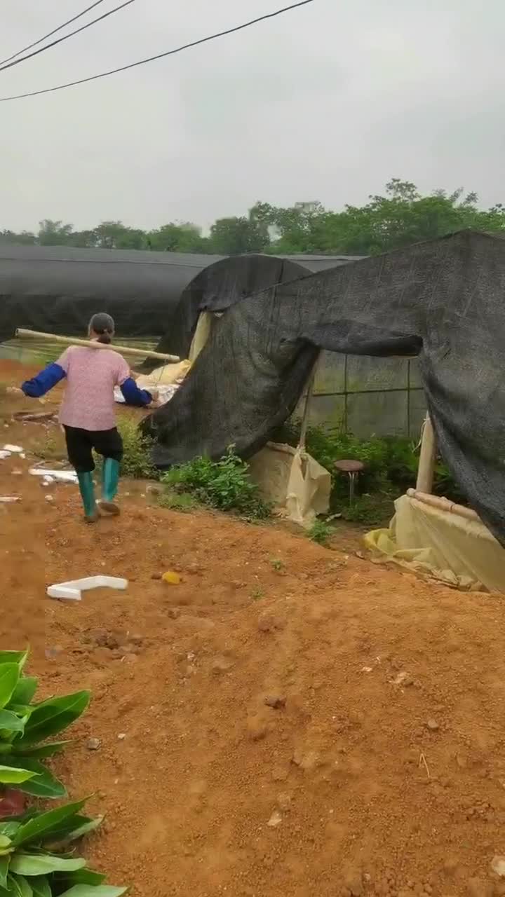 宝岛香蕉苗，抗病毒香蕉苗，苹果香蕉苗，粉蕉苗，