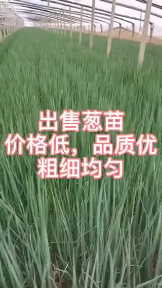 出售铁杆葱苗