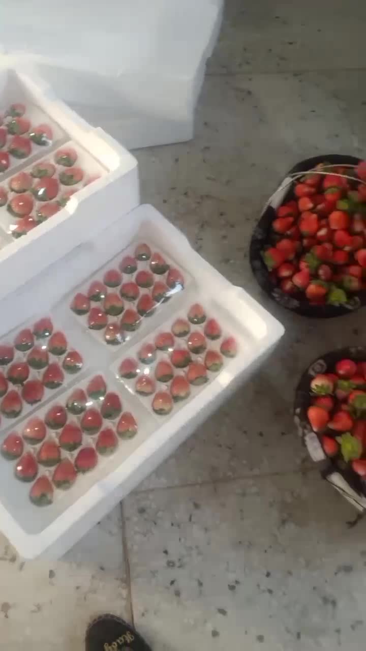 耿集万亩草莓🍓大量下货了