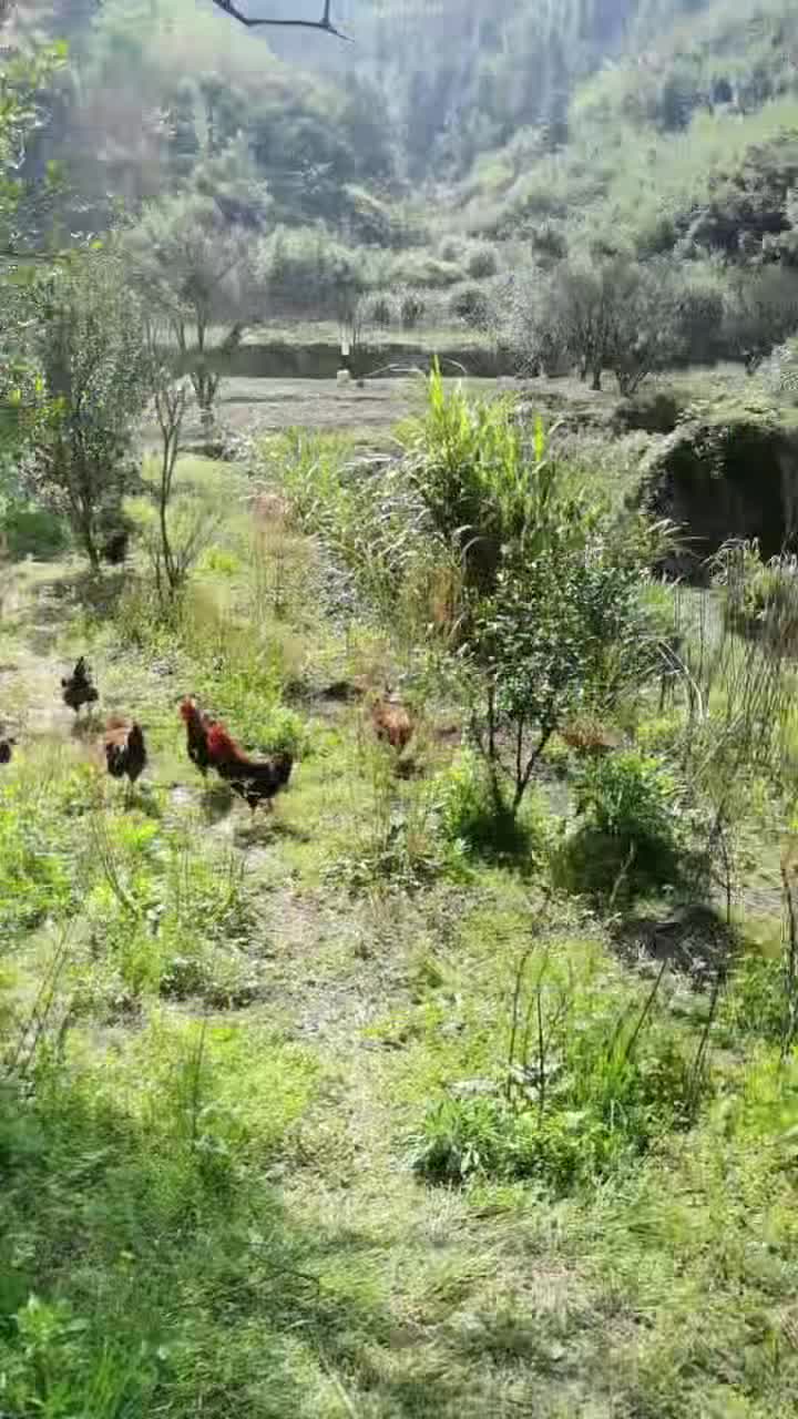 浙江省衢州市柯城区，散养土鸡，红毛公鸡🐓