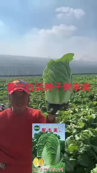 韩国进口黄心白菜种子秋季品种净菜456