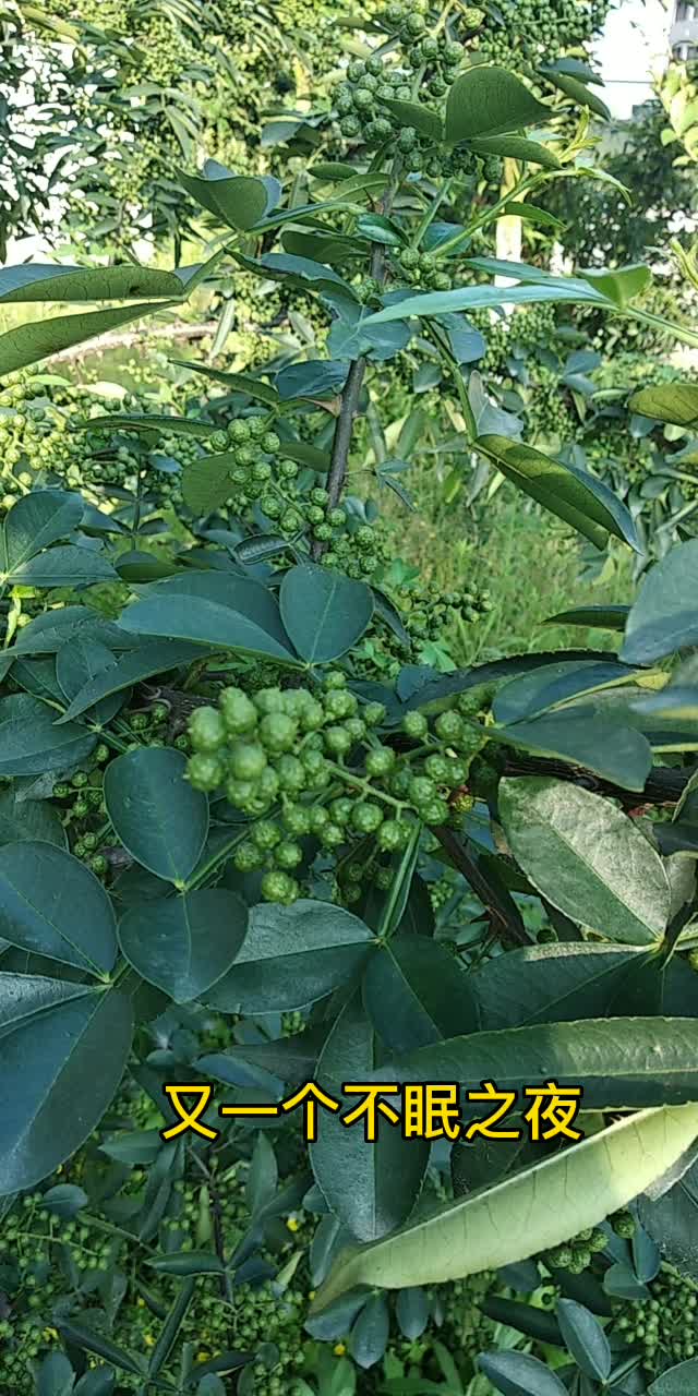 大量供应江津特产，九叶青鲜花椒