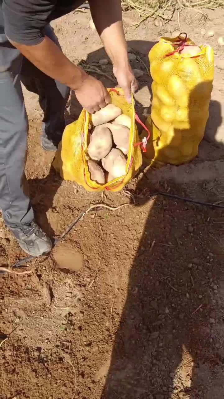 供应土豆,陕西榆林靖边
