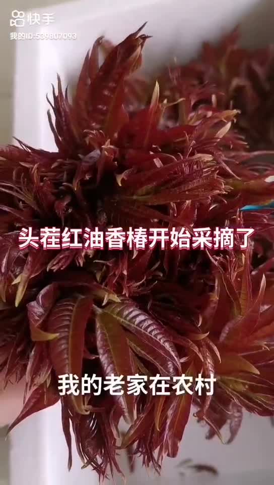 山东泗水红油香椿芽
