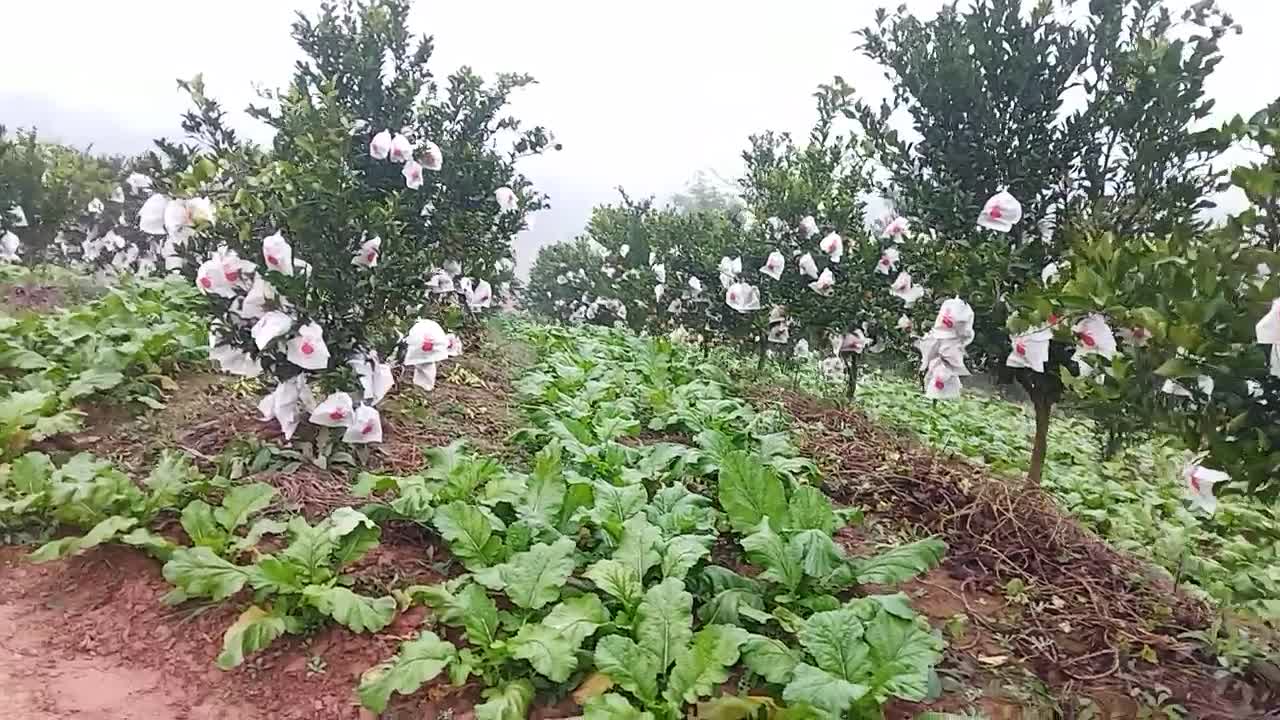 四川资阳市雁江区，春见和沃柑及晚熟雪橙优质水果。