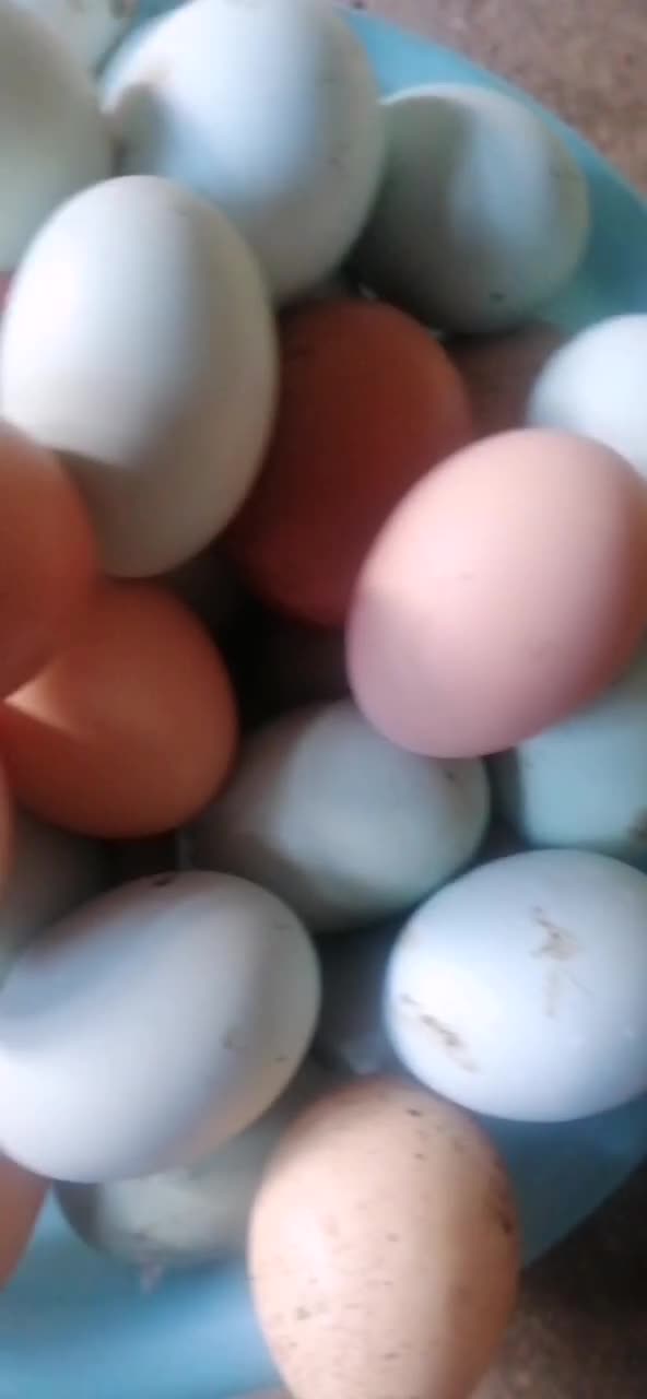 土鸡蛋绿壳蛋乌鸡蛋珍珠鸡蛋芦花鸡蛋