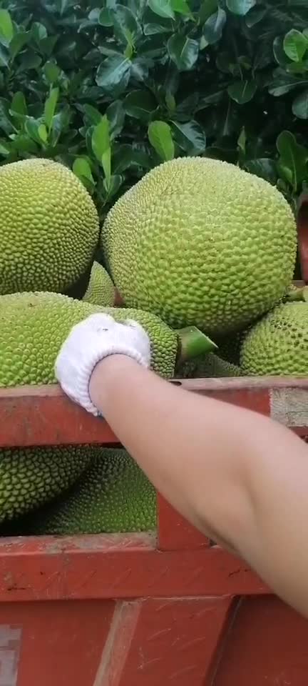 海南三亚菠萝蜜产地直销13379870051