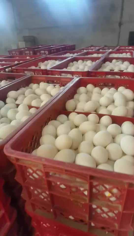 大量出售鸭蛋