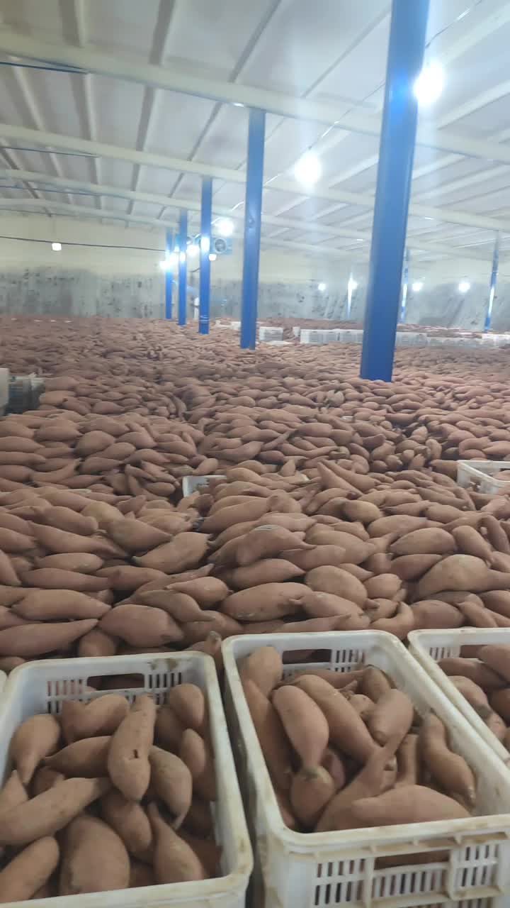 大量窖藏红薯仓储精品红薯