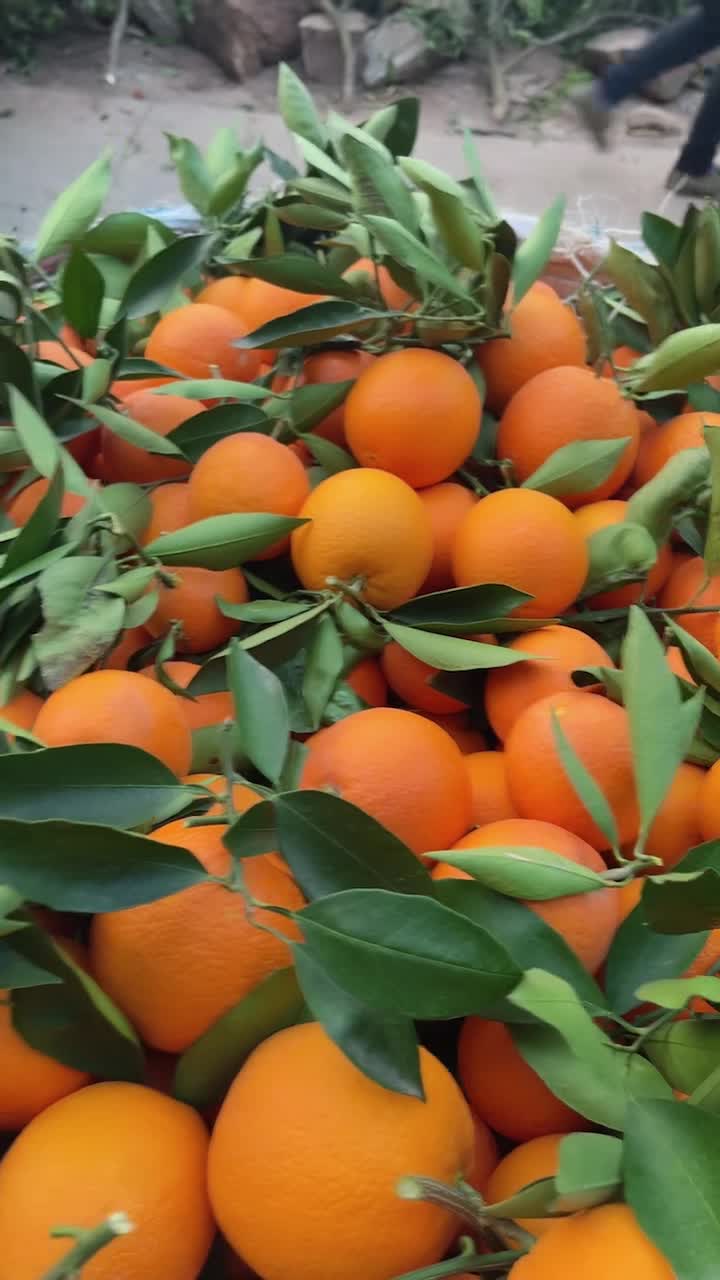 本人常年代收 桔子 橙子  蔬菜