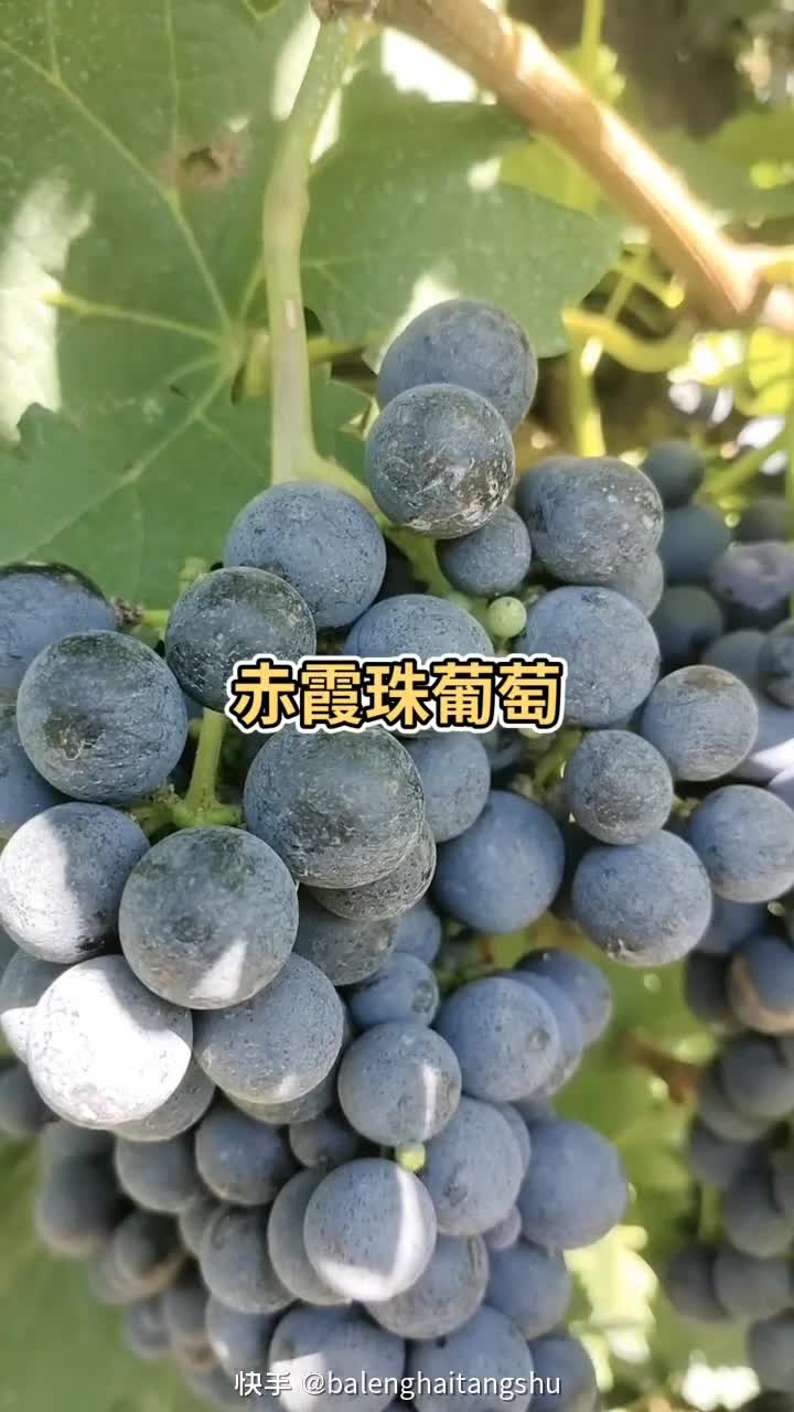 宁夏贺兰山下赤霞珠酿酒葡萄