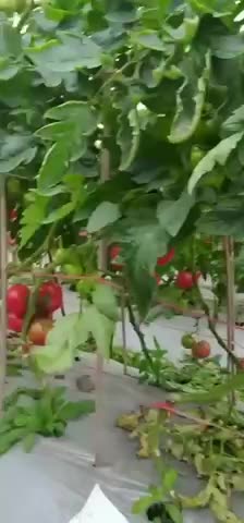 西红柿产地直销