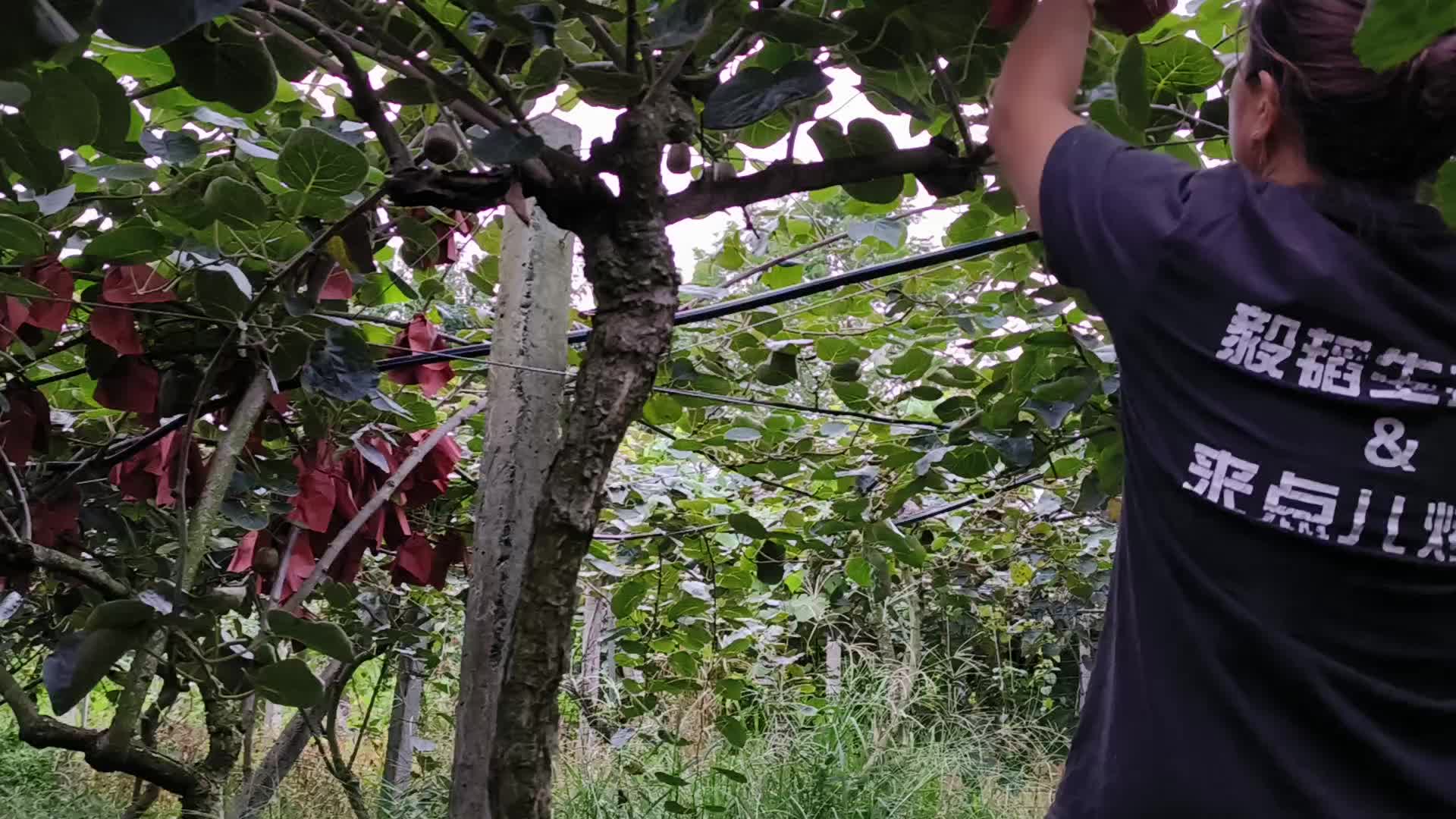 都江堰市，红心猕猴桃，农户自家种植。