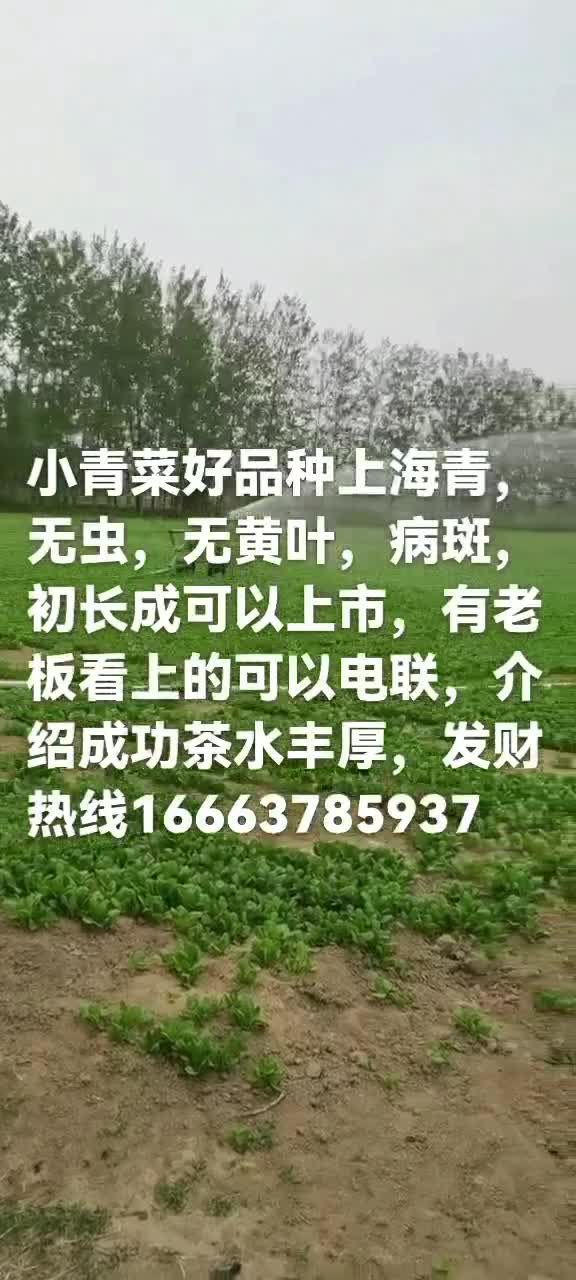 供应小白菜,河南省尉氏县