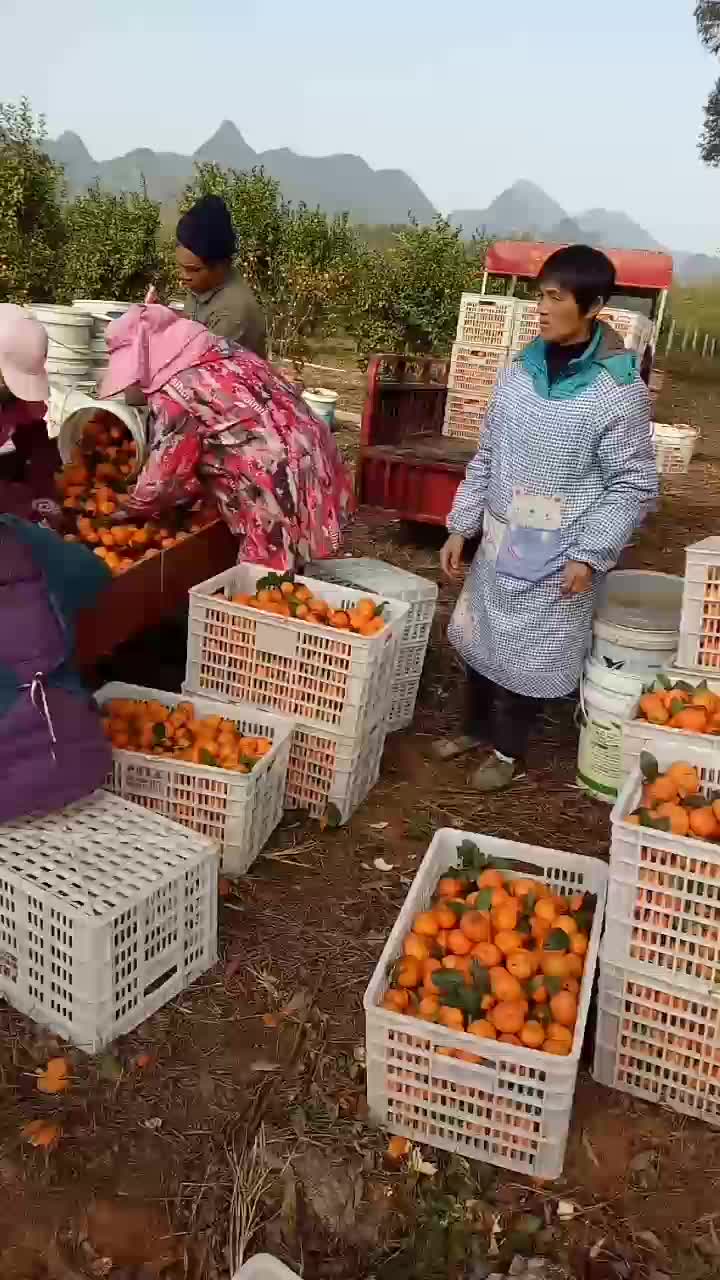 广西壮族自治区上林县沙糖桔