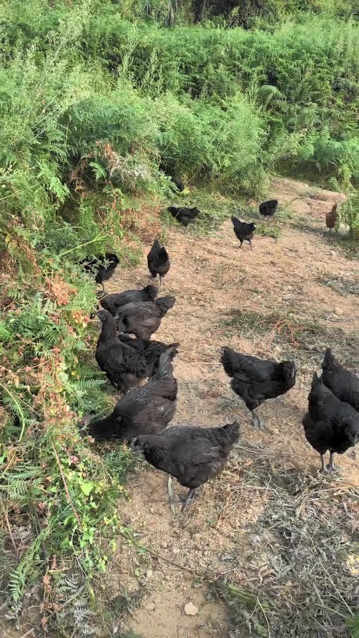 来自云南大山的散养跑山鸡