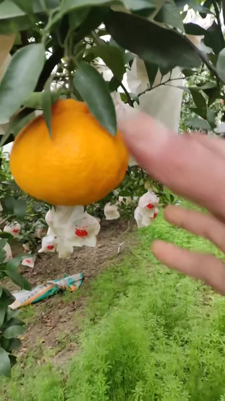 柑橘主产区