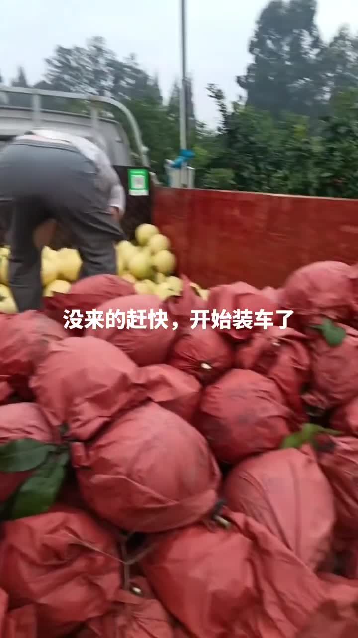 三红柚