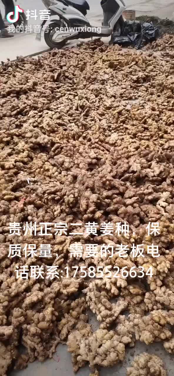 贵州镇宁正宗二黄姜