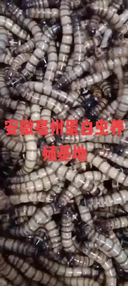 安徽亳州蛋白虫养殖