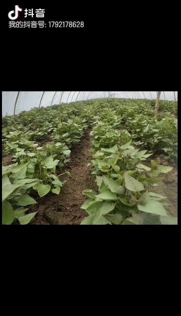 开封市尉氏县惠禾润脱毒红薯苗繁育基地