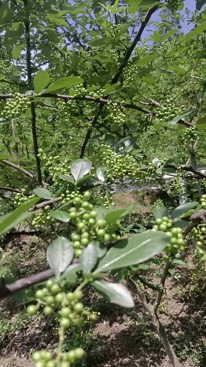 四川青花椒（鲜货干货都可以）产地农民卖货