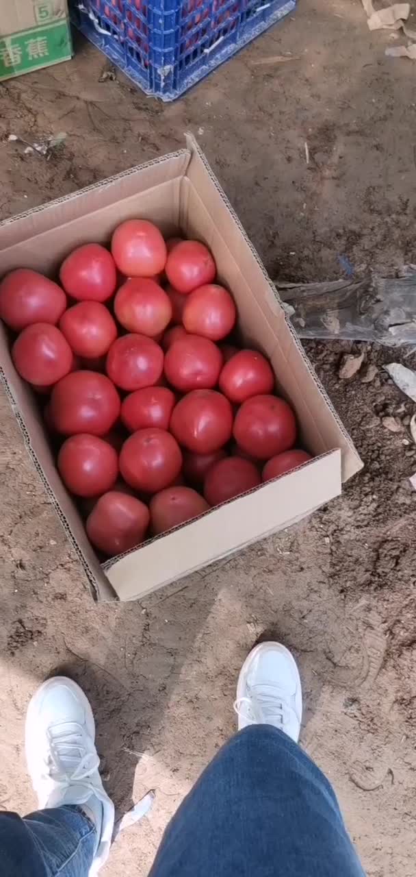 陕西省洛南县大量出售西红柿需要的联系
